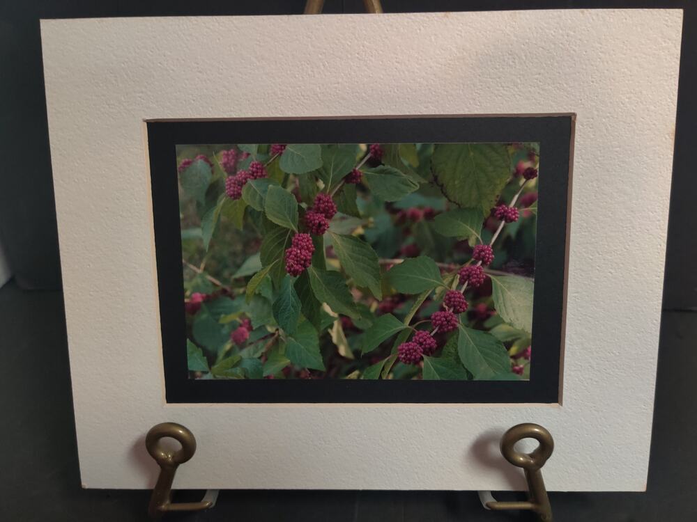 Original Beautyberry Botanical Photograph Signed Dan Evans 1993 Matted